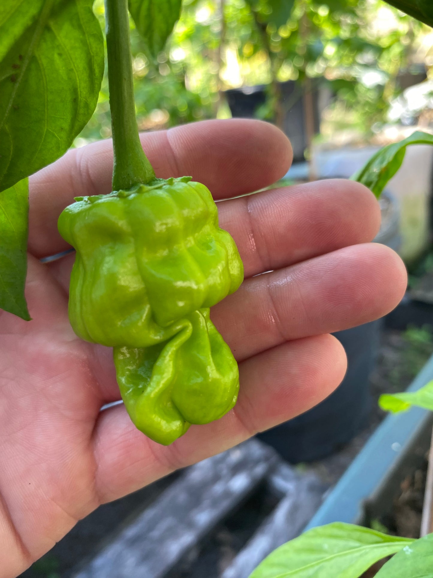 Dragon Toe