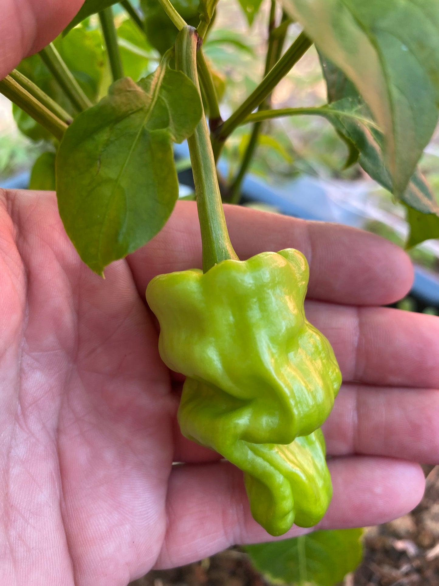 Dragon Toe