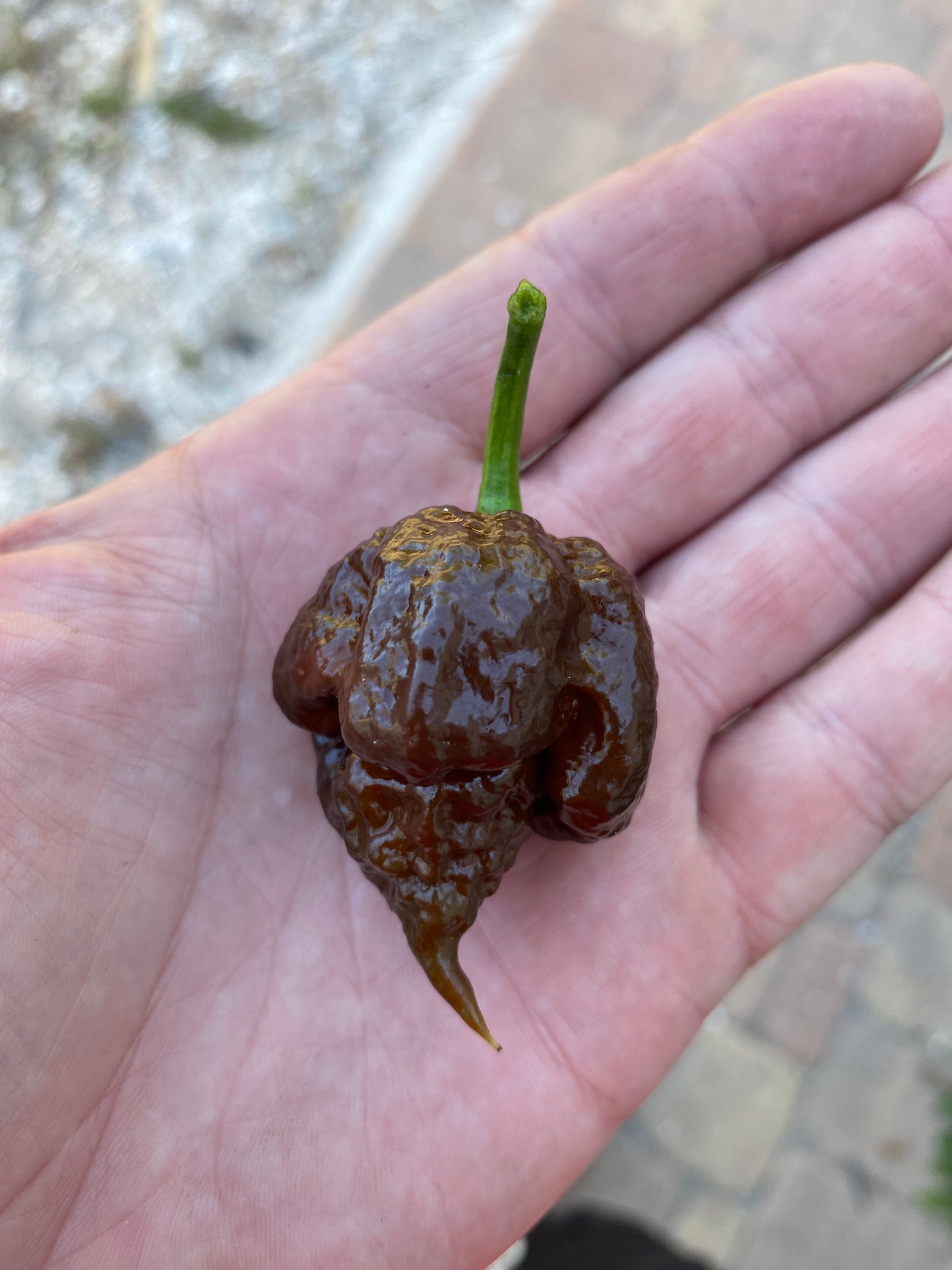Chocolate 7pot primo