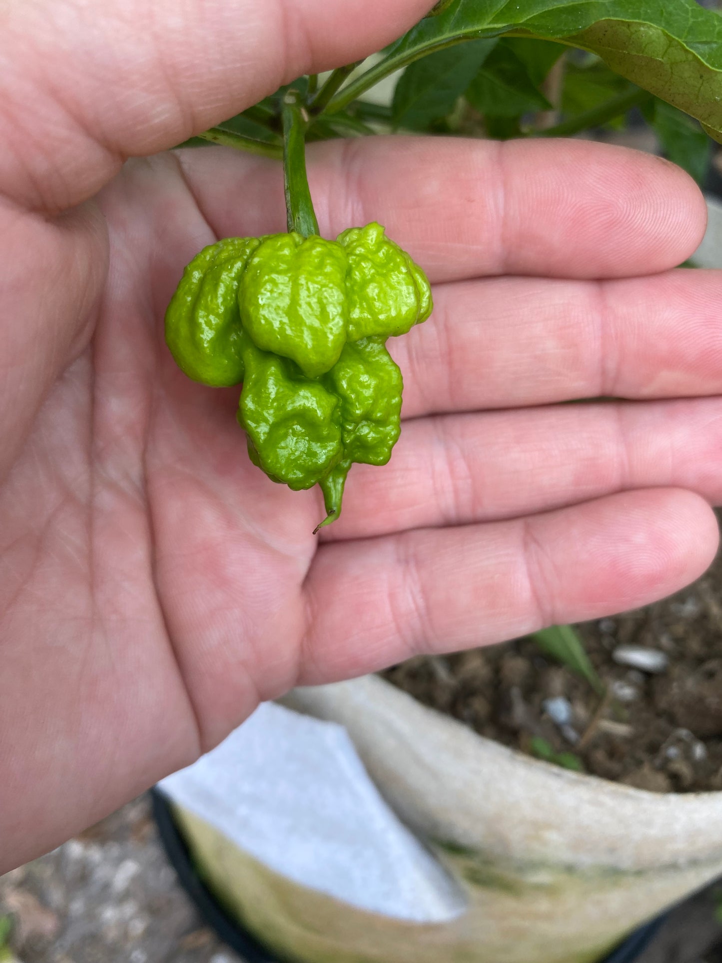 Chocolate 7pot primo