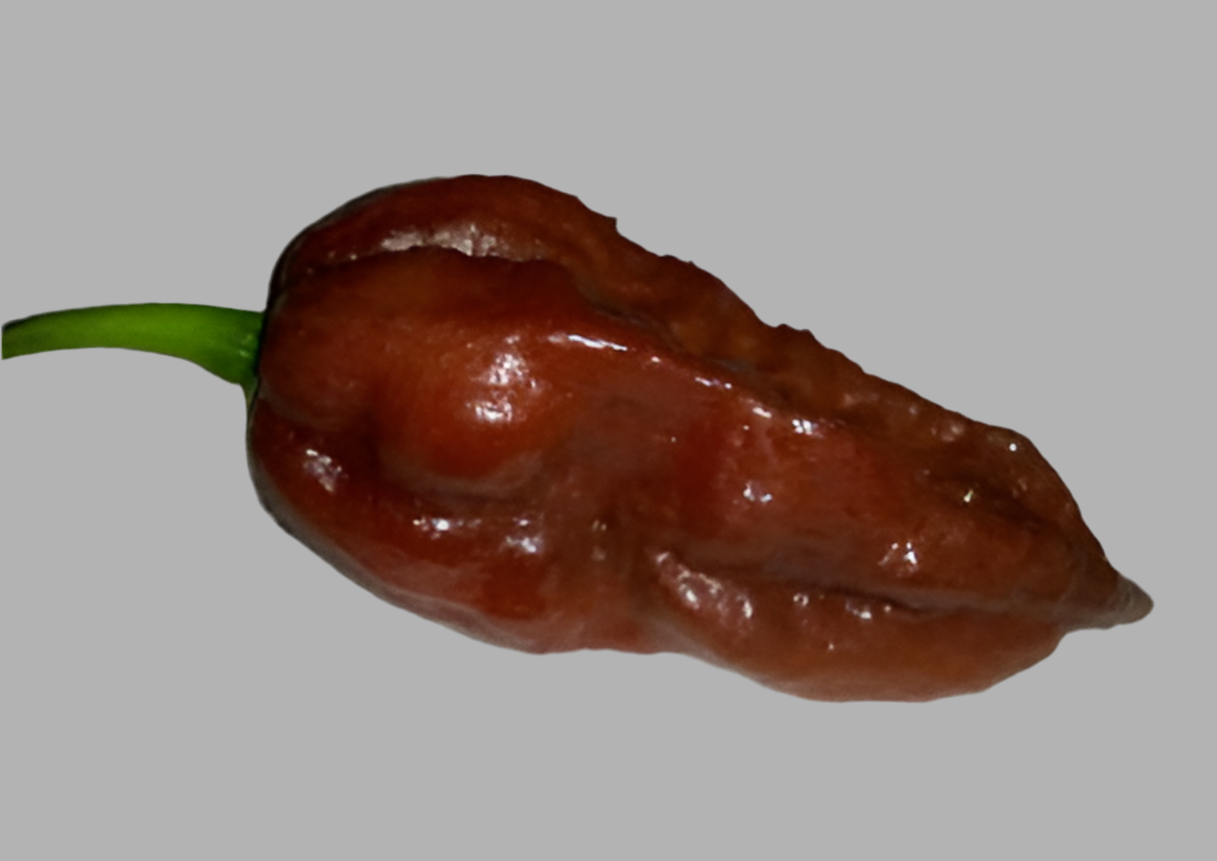 Chocolate Ghost