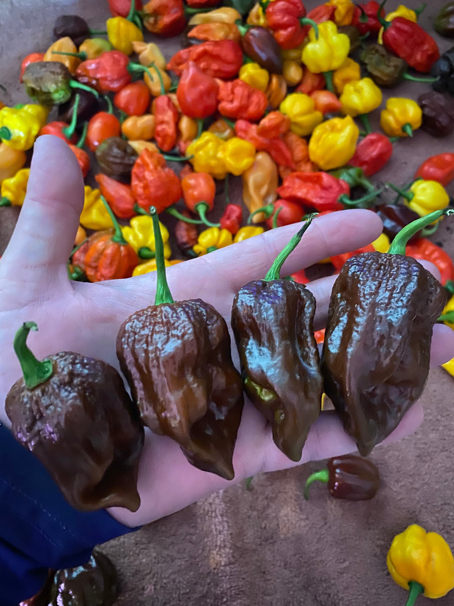 Chocolate Ghost