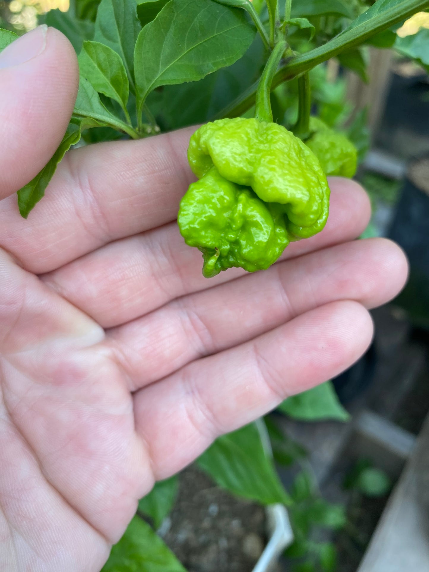 Chocolate 7pot primo