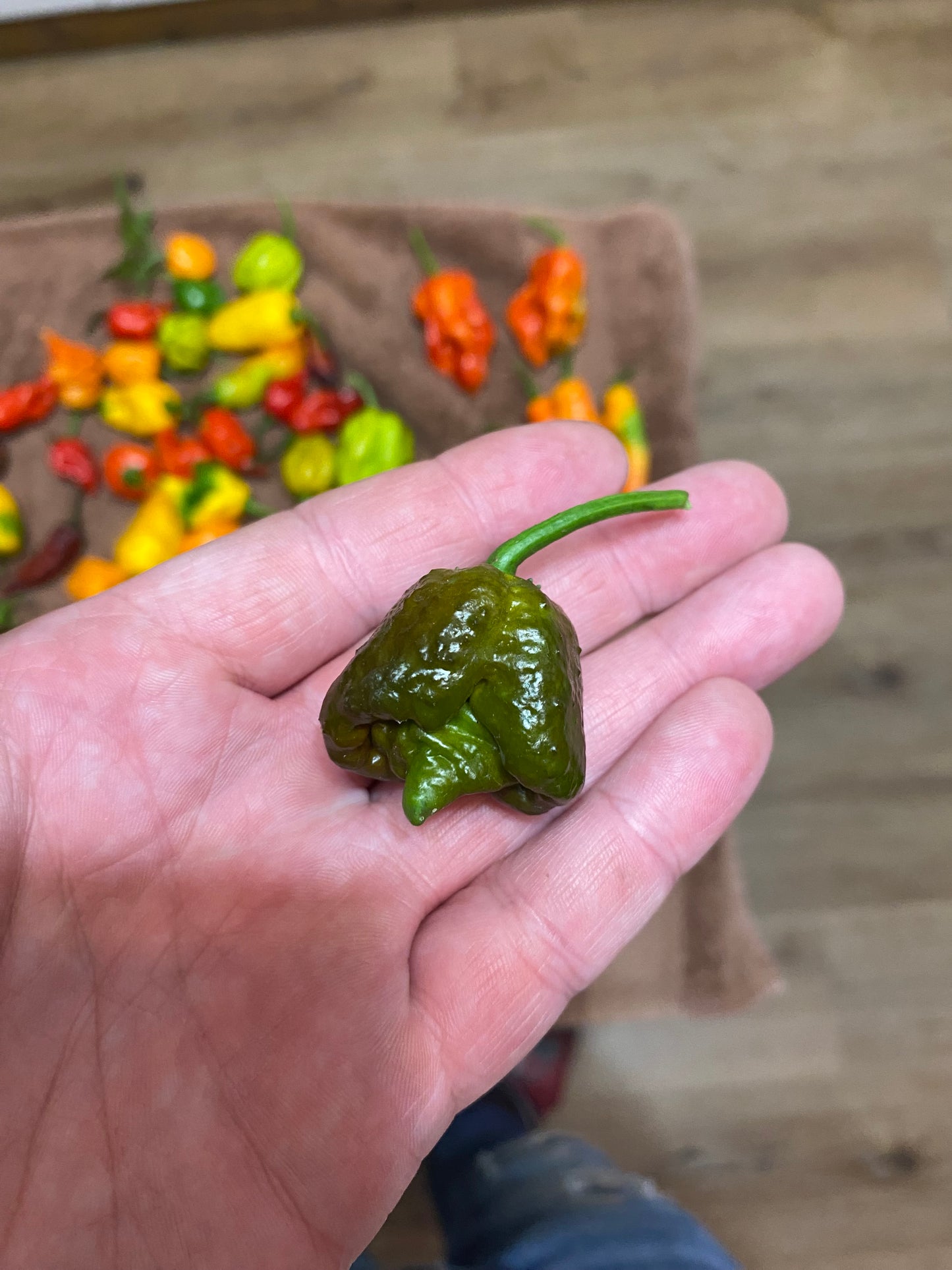 Chocolate 7pot primo