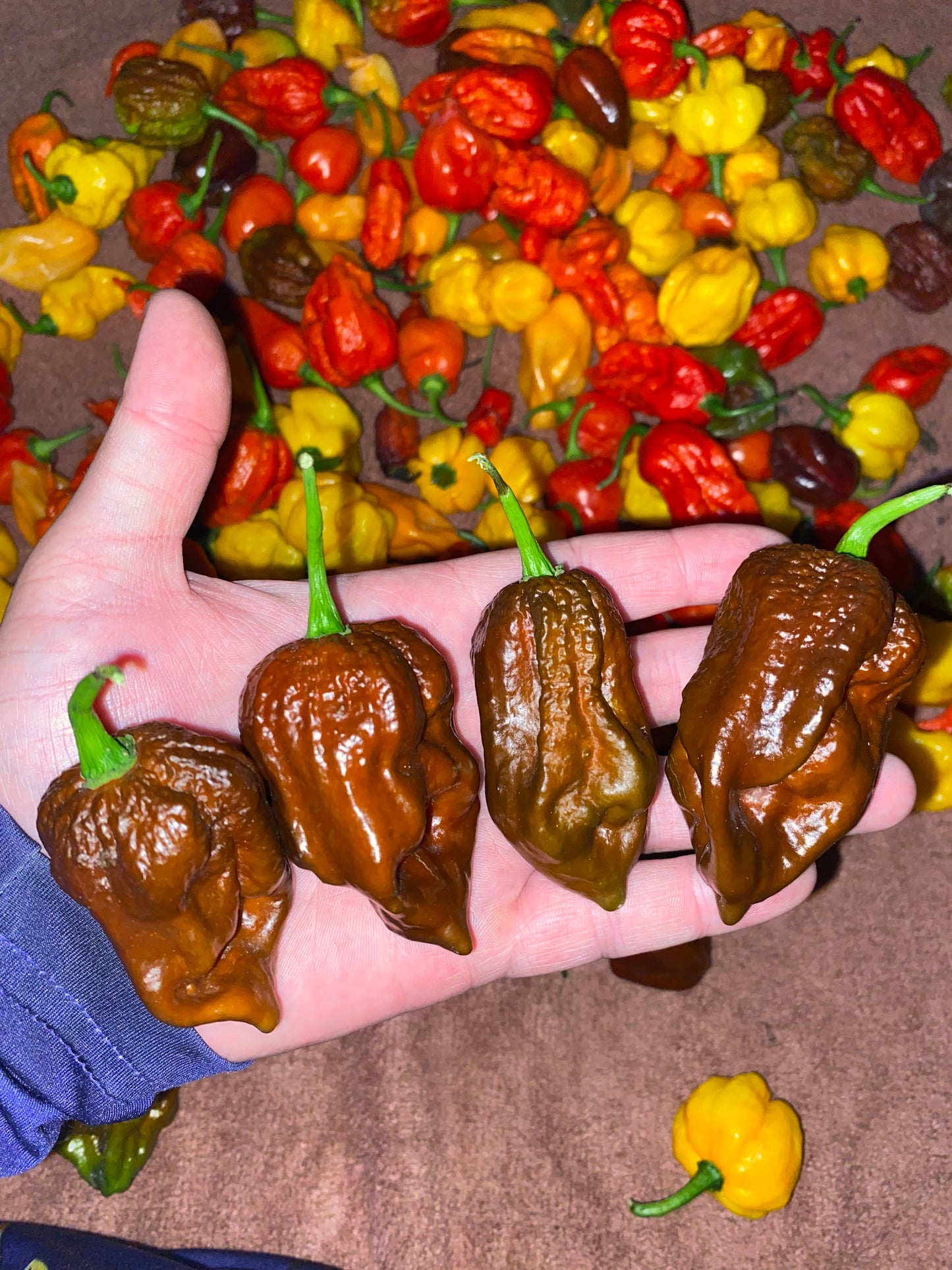 Chocolate Ghost