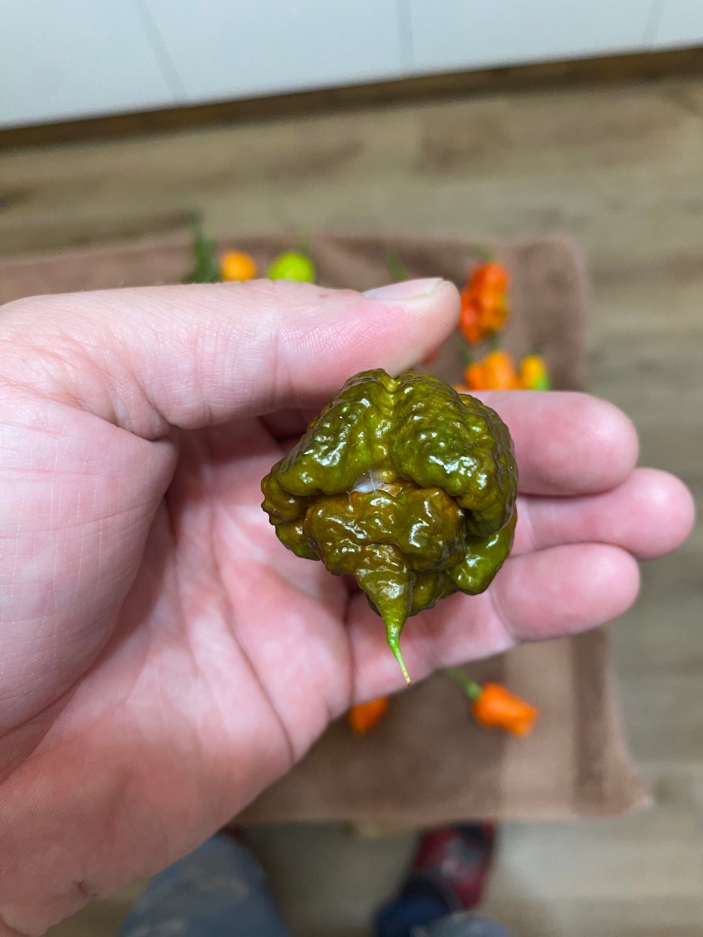 Chocolate 7pot primo