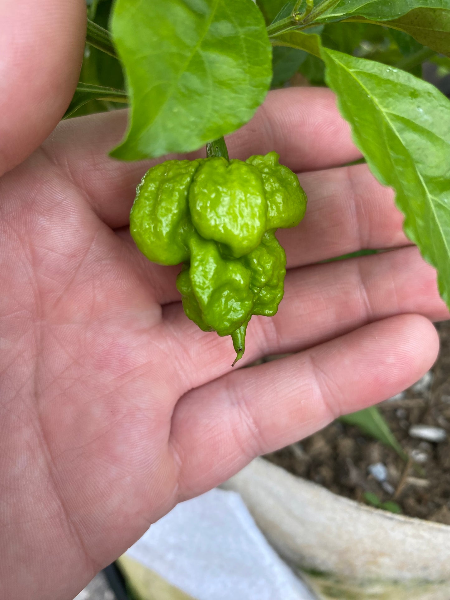 Chocolate 7pot primo
