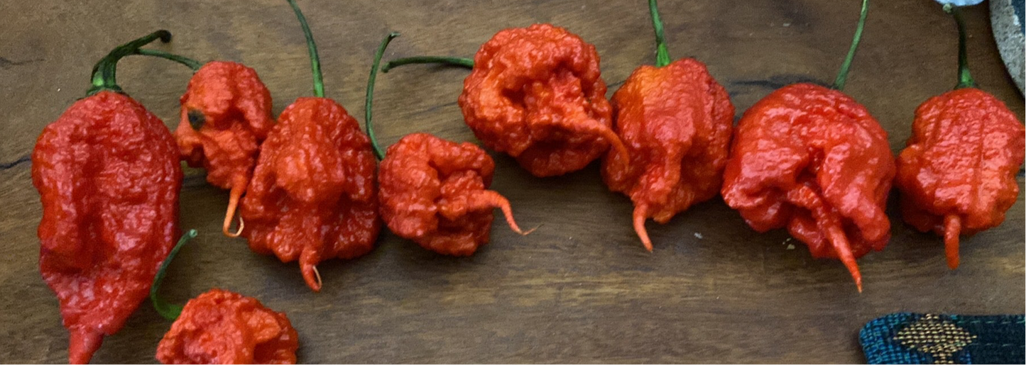 7Pot Primo