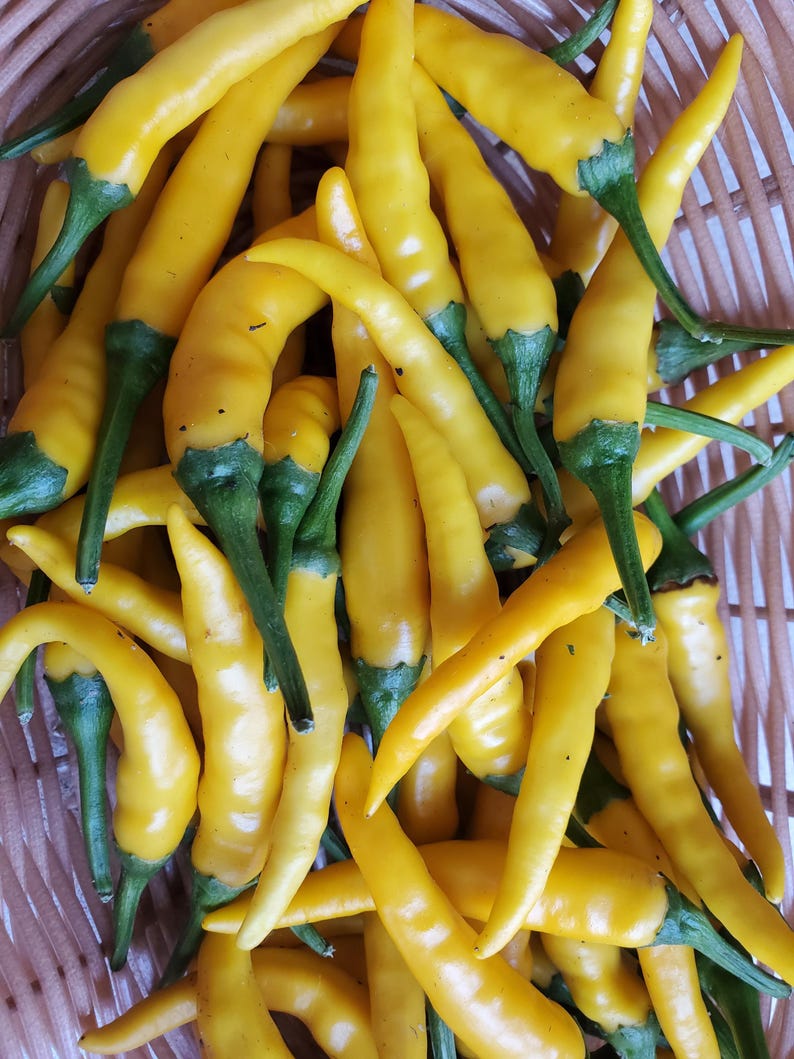 Thai yellow