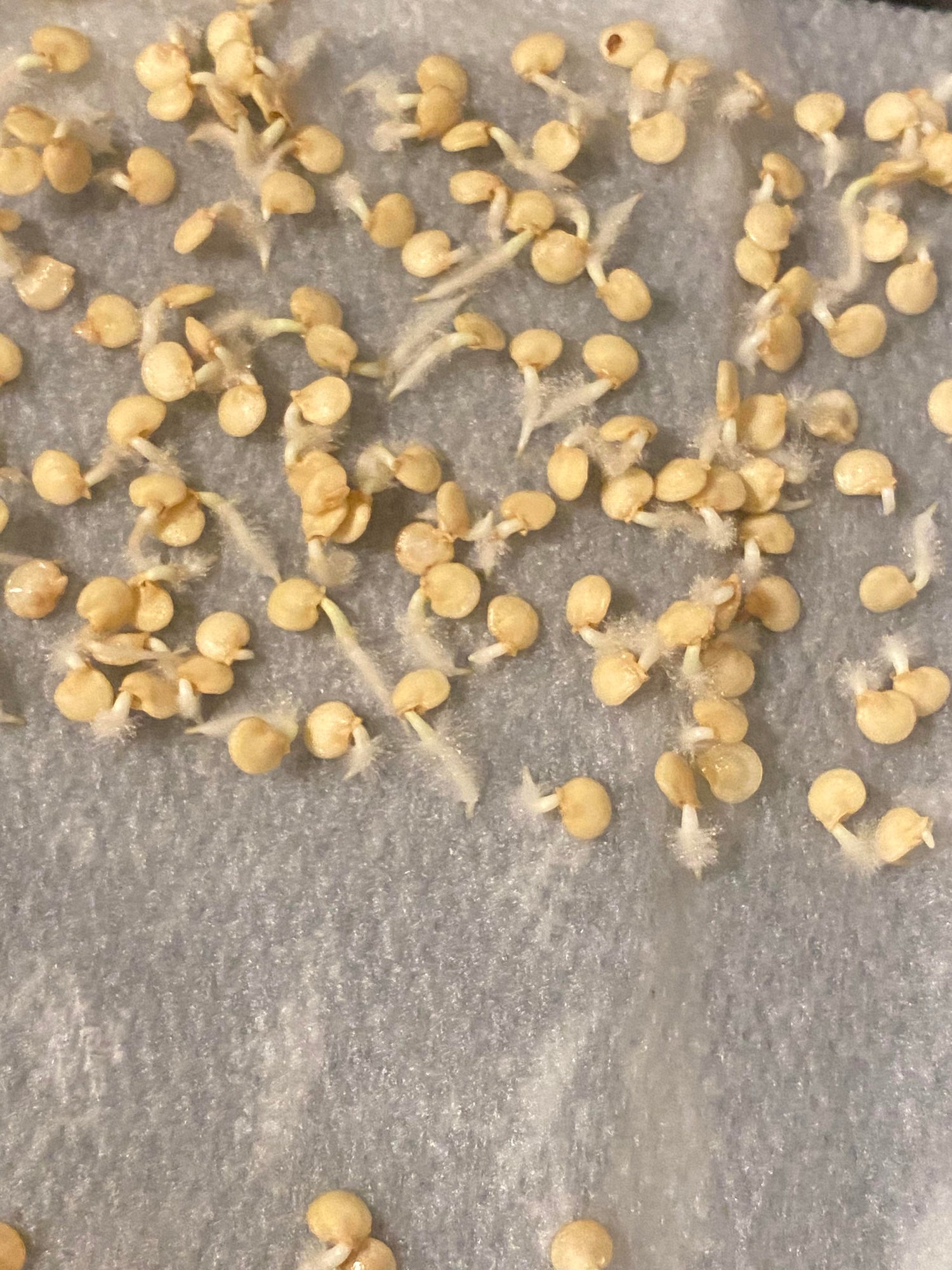 Seeds