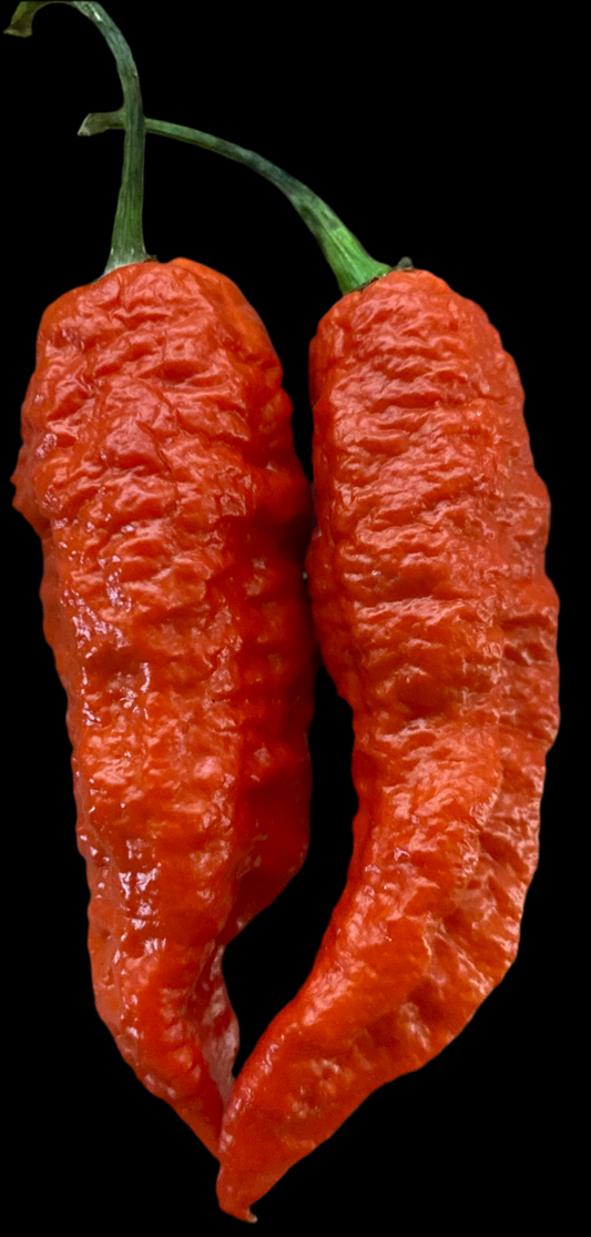 Why Not Red