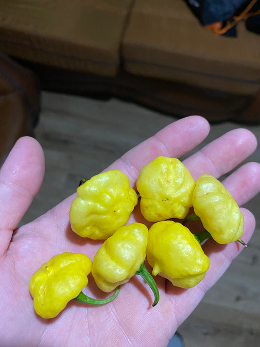 Lemon Starrburst