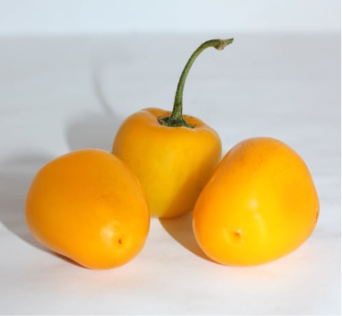 Mini yellow rocoto