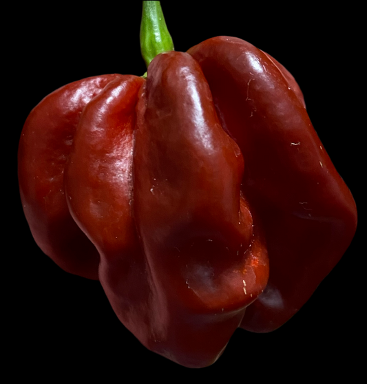 Jamaican Chocolate Scotch Bonnet