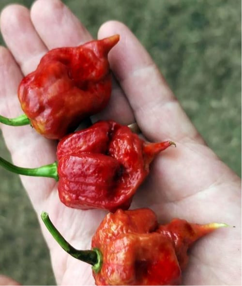 Caramel reaper