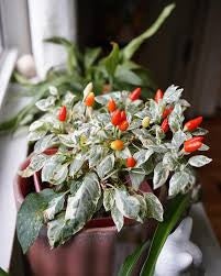 Variegated pequin