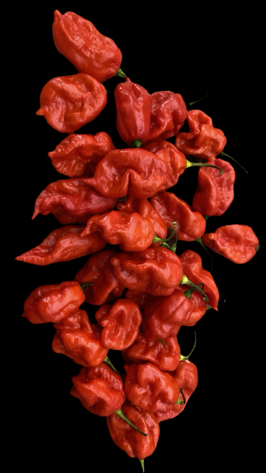 Sweet Scorpion