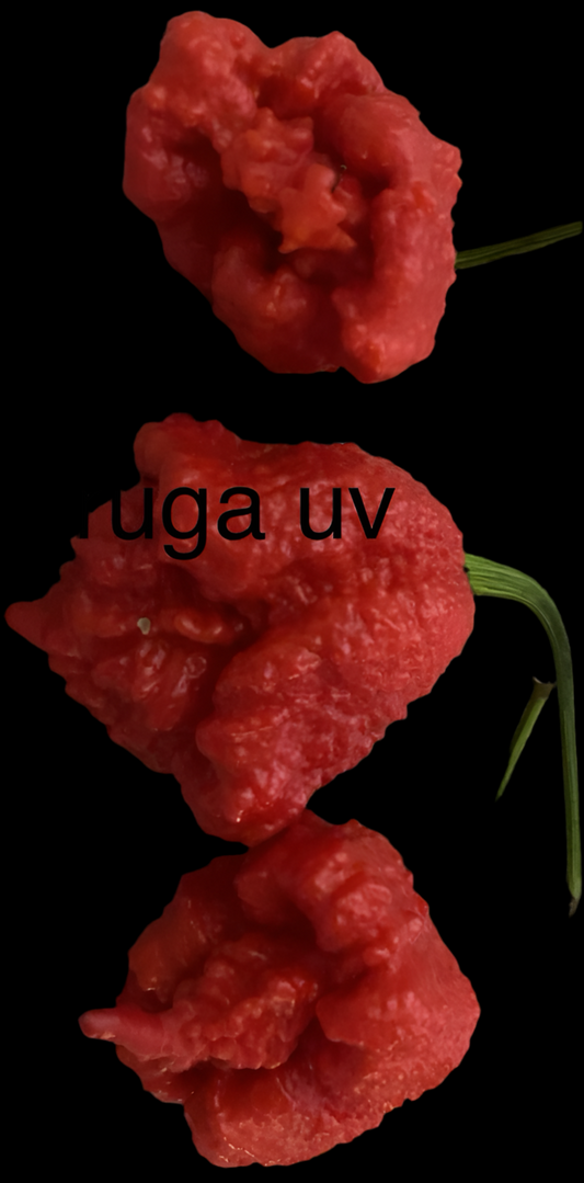 Moruga UV