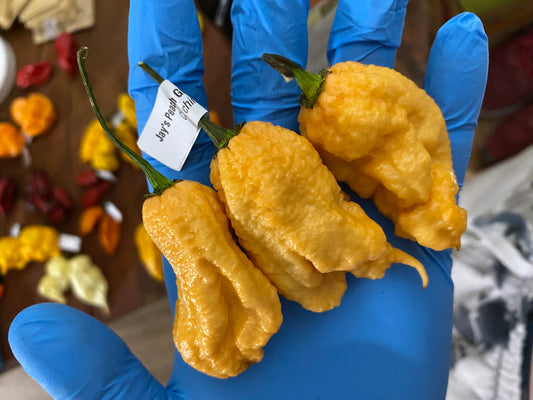 Jays Peach Ghost Scorpion