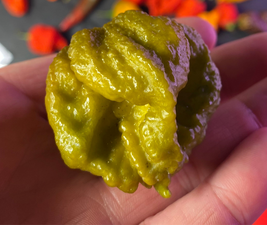 Mustard Beast