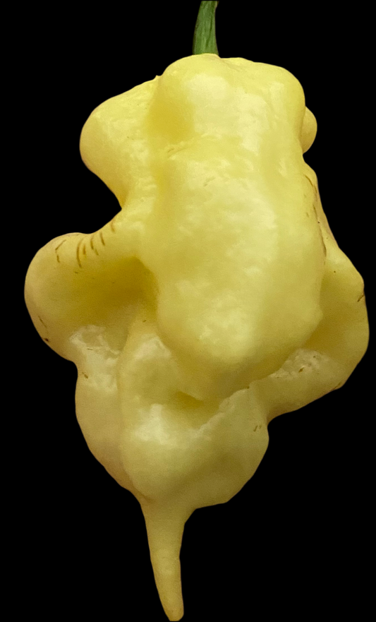 White Ghost