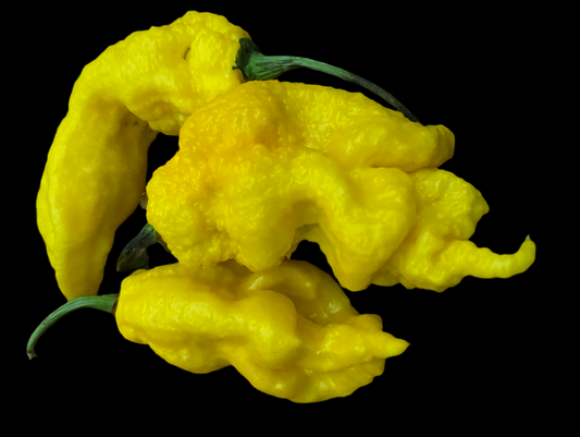 Yellow TRex