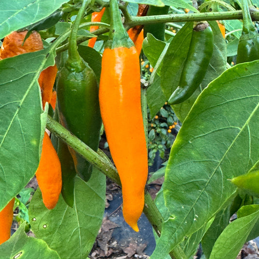 Thai giant orange