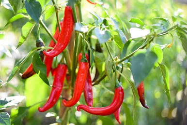 Fat Red Cayenne