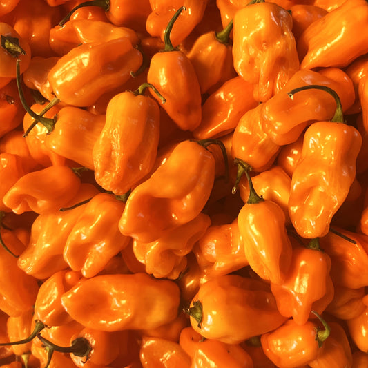 Orange Ghost