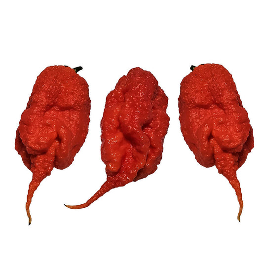 Primotalii