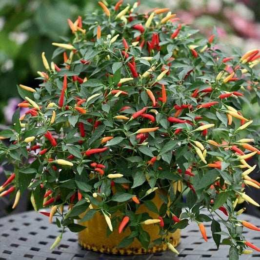 Fire Cracker