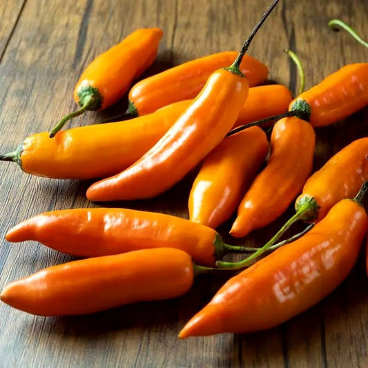 Bulgarian carrot