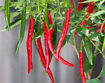 Dragon cayenne