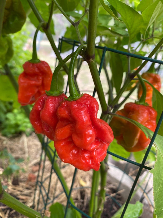 Dorset naga