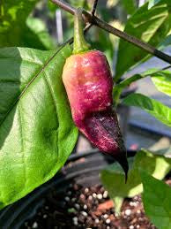 Purple Peach Pink